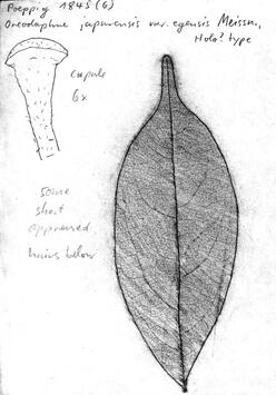 Vorschaubild Oreodaphne japurensis var. egensis Meisn.